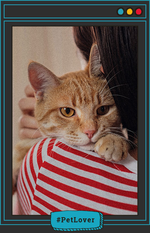 ventajas y desventajas de la comida húmeda para gatos